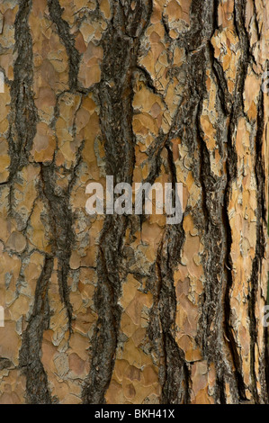Flaking Scots pine bark, Pinus sylvestris Stock Photo