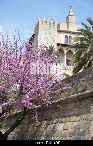 Blossom on a tree next to the old city walls at Palma (near to the cathedral) Mallorca, Spain. Stock Photo