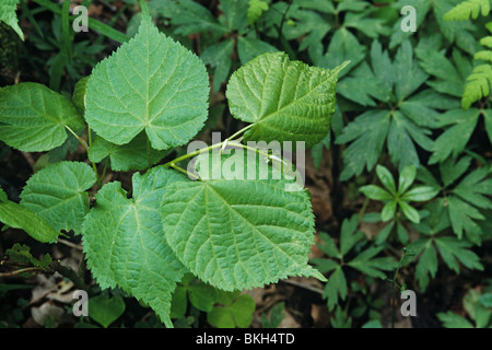 Small leaved lime, Tilia cordata, heart shaped or cordate leaves Stock Photo