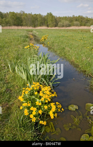 Caltha palustris, Marsh Marigold, Dotterbloem Stock Photo