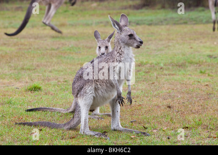 An Eastern Grey Kangaroo in the Snowy Mountains, Australia Stock Photo ...