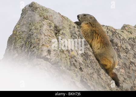 Alpenmarmot liggend op een rots die net boven de sneeuw uitsteekt; Alpine marmot resting on a rock just popping out of the snow Stock Photo