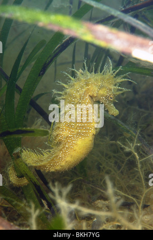 Spiny seahorse, pregnant male, Hippocampus guttulatus. Amongst think eelgrass, Zostera marina, Studland bay Dorset. june.