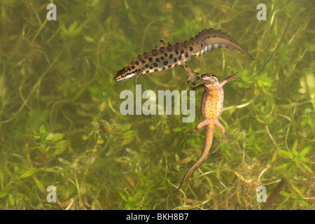 photo of a pair of common newts under water with the female following the male Stock Photo