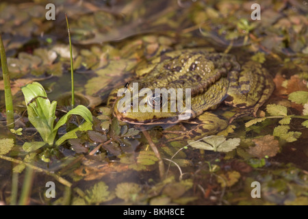 photo of a marsh frog sitting on the vegetation in the water Stock Photo