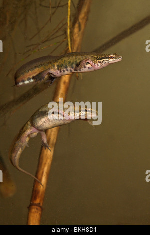 photo of a pair of palmate newts underwater (male and female) Stock Photo