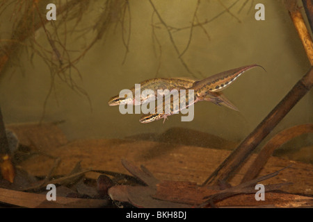 photo of a pair of palmate newts underwater (male and female) Stock Photo