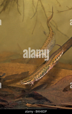 vertical photo of a pair of palmate newts underwater (male and female) Stock Photo