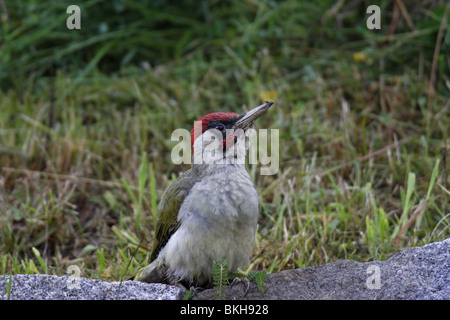 Grünspecht Green Woodpecker, Picus, viridis, Stock Photo