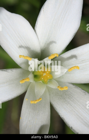 Detail van een bloem van Gewone Vogelmelk