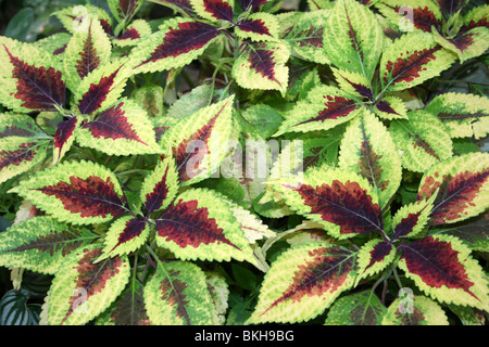 Variegated Leaves Of Coleus blumei Taken At Chester Zoo, England, UK Stock Photo