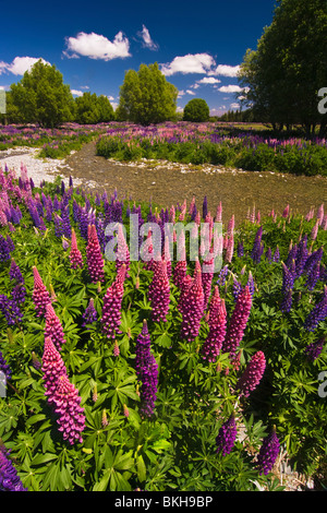 Flowering lupins in a riverbed in the Mackenzie Country area of the South Island, New Zealand Stock Photo