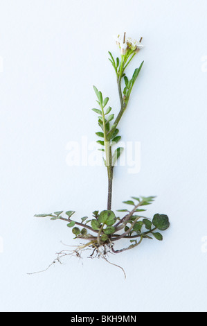Wavy Bitter-cress, Cardamine flexuosa, with roots against a white background Stock Photo