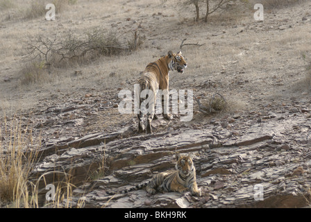 A Bengal Tigress machali and her cub on a rock at Ranthambore Tiger Reserve, India ( Panthera Tigris) Stock Photo