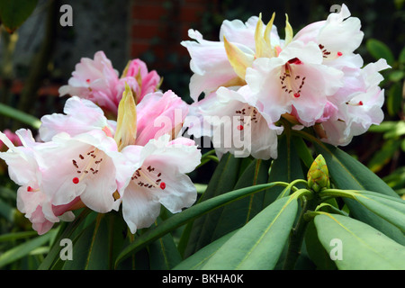 White rhododendron calophytum flowers close up Stock Photo