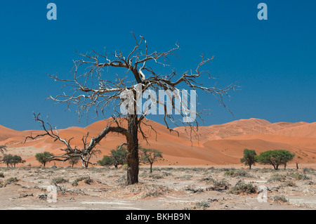Camel Thorn Trees and Sand Dunes in Sossusvlei, Namibia