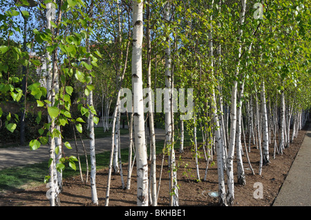 A grove of Silver Birch Stock Photo