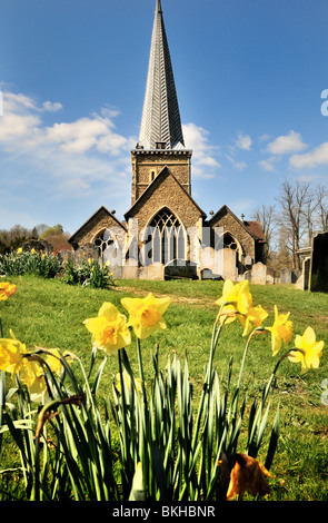 Parish Church of St.Peters and St.Pauls ,Godalming with daffodils in foreground Stock Photo