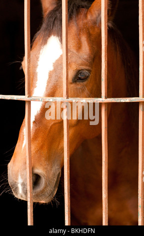 Guadalajara, Mexico, Charro ( Mexican Cowboy) riding horse peaking through stall bars at Club Charro Lienzo, Jalisco Stock Photo