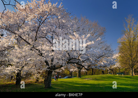 Photographer couples at Japanese flowering Cherry Sakura tree in High Park Toronto Stock Photo