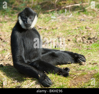 Male White-cheeked gibbon (Nomascus leucogenys) in a funny pose Stock Photo