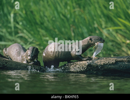Giant Otters (Pteronura brasiliensis) WILD, Endangered, Feeding on fish, Sandoval lake reserve, Peruvian Amazon Stock Photo