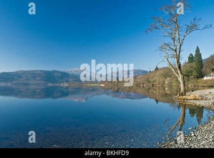 Tree on shore of Loch Ard with reflections looking to Ben Lomond in winter Stilring District Scotland Stock Photo