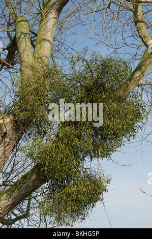 Clumps of mistletoe, Viscum album, growing as parasite on tree Stock Photo