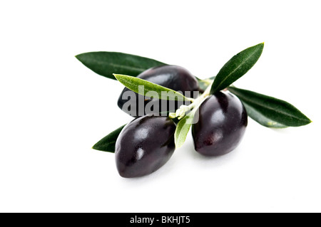Calamon- black olives on a branch Stock Photo