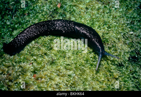 Ash-black / Ash-grey / black keel back slug (Limax cinereoniger: Limacidae) in ancient oak woodland UK Stock Photo