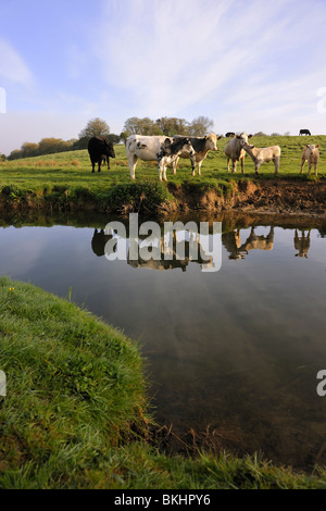 Livestock reflection - Cattle standing in a field next to the river Avon, Wiltshire. Stock Photo