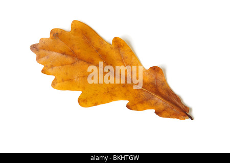 Fall oak leaf isolated on white Stock Photo
