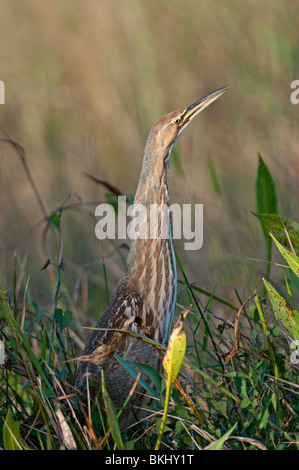 American Bittern: Botaurus lentiginosus. Anhinga Trail, Everglades, Florida, USA Stock Photo