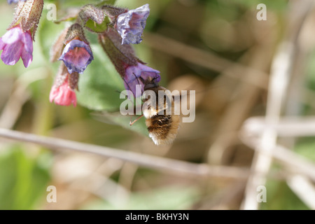 Large Beefly (Bombylius major) feeding on Suffolk Lungwort (Pulmonaria obscura) Stock Photo