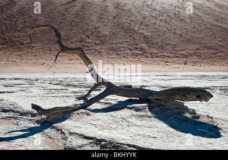 Dead Camel Thorn Tree which Resembles a Praying Mantis in Deadvlei, Sossusvlei, Namibia Stock Photo