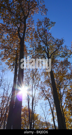 Inspirational sunburst shining through quiet fall foliage. Sun ray through trees. Stock Photo