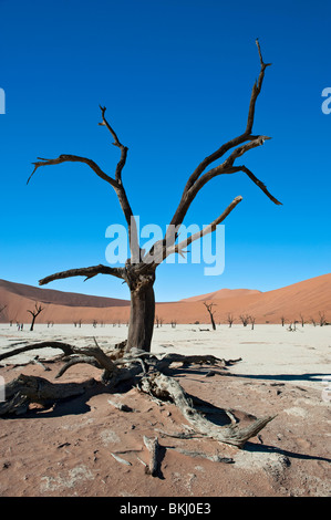 Blackened Camel Thorn Tree surrounded by the High Dunes in Deadvlei, Sossusvlei, Namibia Stock Photo