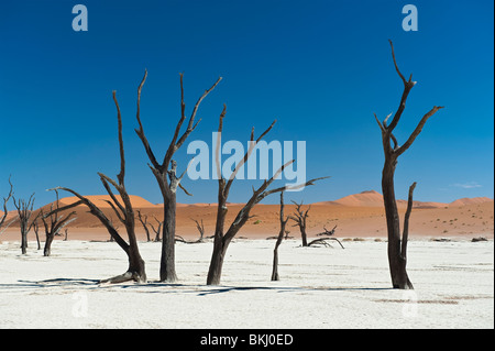 Blackened Camel Thorn Tree surrounded by the White Clay Pan in Deadvlei, Sossusvlei, Namibia Stock Photo