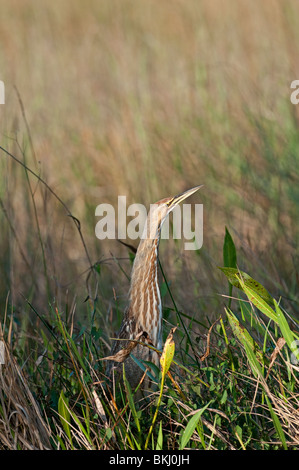 American Bittern: Botaurus lentiginosus. Anhinga Trail, Everglades, Florida, USA Stock Photo