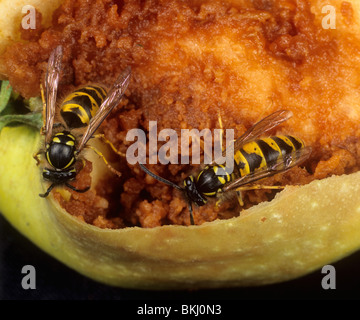 Common wasp (Vespula vulgaris) adults feeding on a damaged apple fruit Stock Photo