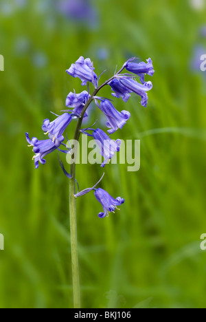 Close up of single bluebell stem against out of focus background taken near Bristol, England, UK Stock Photo