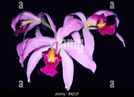 Orchid, (Laelia anceps), tropical Mexico. Stock Photo