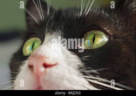 A Cat's Face Stock Photo