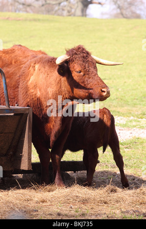 North Devon cow also known as the Devon Ruby or Ruby Red cattle with young calf in April UK Stock Photo