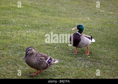 Mallard Ducks, The female leads the way followed by the male Stock Photo