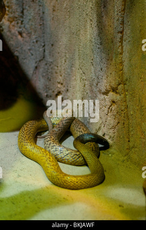 Inland taipan, Oxyuranus microlepidotus, Sydney Wildlife World, Sydney, Australia Stock Photo