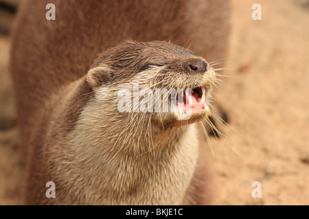 Asian Short-Clawed otter Stock Photo