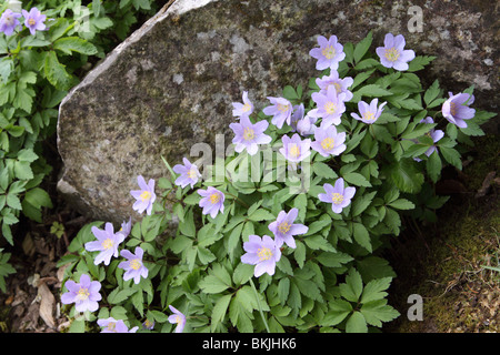 Anemone nemorosa Robinsoniana lilac wood anemone flower on a rock garden Stock Photo