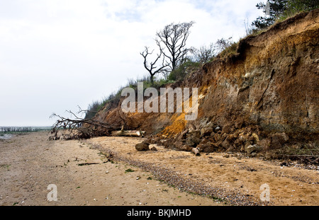 The effects of coastal erosion on a cliff at East Mersea in Essex. Stock Photo