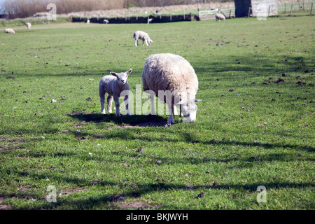 Lamb and sheep in field, Texel, Netherlands, Stock Photo